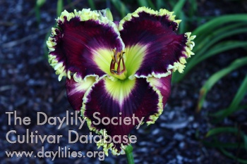 Daylily Black to the Future